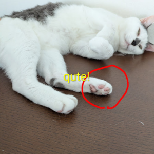 Androidスマホで猫の写真に黄色い文字と赤い手書きの丸を追加した編集例